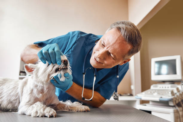 Best After-Hours Emergency Dentist in Ridgway, PA